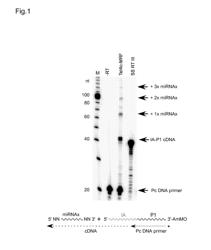 USE OF TEMPLATE SWITCHING FOR DNA SYNTHESIS