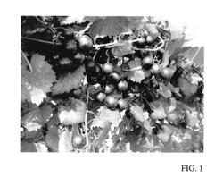 Muscadine grape plant named ‘Ga. 5-1-45’