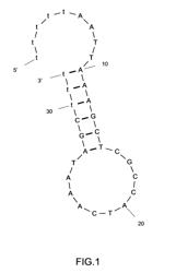 PSA BINDING APTAMER AND METHOD FOR DIAGNOSIS OF PROSTATE CANCER