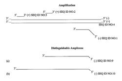 Methods and compositions for quantitative amplification and detection over a wide dynamic range