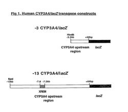 Transgenic animals for analyzing CYP3A4 cytochrome P450 gene regulation