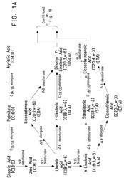 Optimized strains of yarrowia lipolytica for high eicosapentaenoic acid production