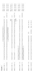 Amelogenin SNP on chromosome X