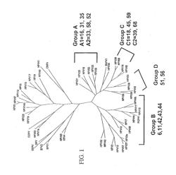 COMPOSITIONS, REACTION MIXTURES AND METHODS FOR DETECTING NUCLEIC ACIDS FROM TYPE A1 AND/OR TYPE C1 HUMAN PAPILLOMAVIRUS