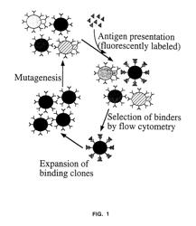 Yeast Cell Surface Display of Proteins and Uses Thereof