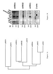 Methods for identifying agents that alter NAD-dependent deacetylation activity of a SIR2 protein