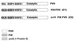 Chimeric factor VII molecules