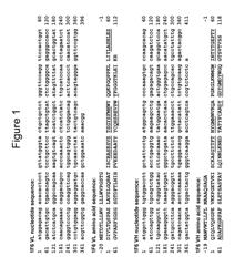 Treatment of immune disorders with anti-CD70 antibody