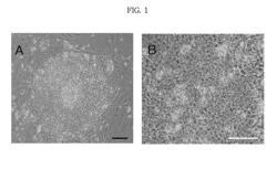 Human embryonic stem cell line prepared by nuclear transfer of a human somatic cell into an enucleated human oocyte