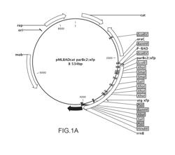 CONSTRUCTS AND METHOD FOR REGULATING GENE EXPRESSION OR FOR DETECTING AND CONTROLLING A DNA LOCUS IN EUKARYOTES