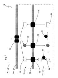 Method for the production of fucosyllactose in bacterial cells