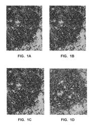 Antibody conjugates