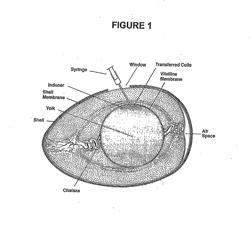 Novel Culture System for Ex Vivo Development