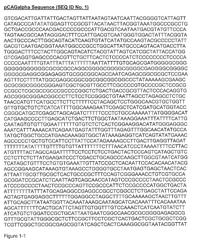 Optimized promoter sequence