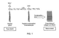 Materials and Methods Relating to Cardiovascular Imaging