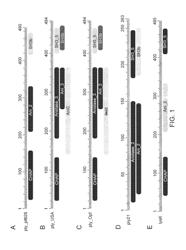 PROTEINS FOR USE IN HUMAN AND ANIMAL STAPHYLOCOCCUS INFECTIONS