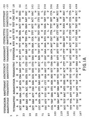 Antibodies to polypeptides encoded by aspartoacylase polynucleotides