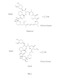 Hybrid Cyclic Libraries and Screens Thereof