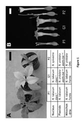 Intercellular Transfer of Organelles in Plants for Horizontal Transfer of DNA Expressing Proteins of Interest