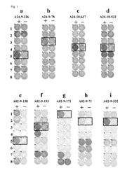 MELK epitope peptides and vaccines containing the same