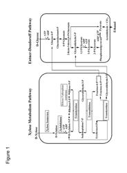 Xylose utilization in recombinant zymomonas