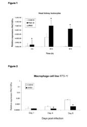 USE OF PACAP FOR THE TREATMENT VIRAL INFECTIONS IN AQUATIC ORGANISMS