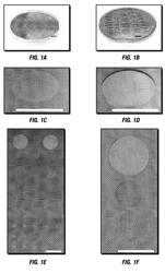 Combinatorial multidomain mesoporous chips and a method for fractionation, stabilization, and storage of biomolecules