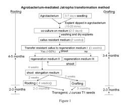 Genetic transformation of jatropha curcas