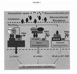 Process for Identifying Novel Anti-Inflammatory Molecules with Reduced Direct Transrepression of Genes Induced by Glucocorticoids