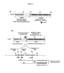 Novel Superactive IL-33 Fragments, and Uses Thereof