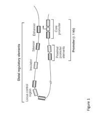 MODULATION NEURAL PATHWAYS