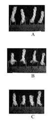 Composition for Sealing a Colorant to a Surface, Protecting a Surface, and Providing Wear Resistance to a Surface