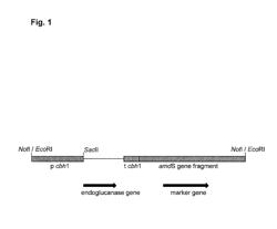 Fungal Endoglucanases, Their Production and Use