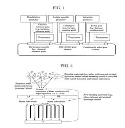 GENOME SHUFFLING METHOD FOR AUTOGAMOUS PLANTS UTILIZING DOMINANT MALE STERILITY OBTAINED BY GENE ENGINEERING TECHNIQUE, AND RECURRENT SELECTION BREEDING SYSTEM BASED ON THE GENOME SHUFFLING METHOD