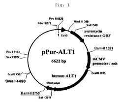 Method of producing heterogeneous protein