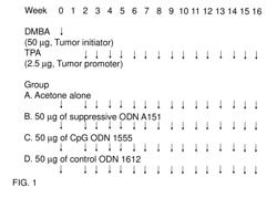 Anti-cancer oligodeoxynucleotides