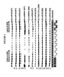 Temporal regulation of gene expression by MicroRNAs