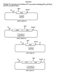 Immunogenic HPV L2-Containing VLPs and Related Compositions, Constructs, and Therapeutic Methods