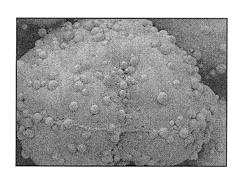 Toner composition with charge control agent-treated spacer particles