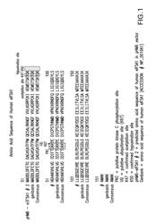 Compositions comprising siRNA and plasmids