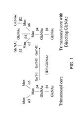 Granulocyte colony stimulating factor: remodeling and glycoconjugation G-CSF