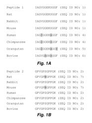 Matricryptic ECM peptides for tissue reconstruction