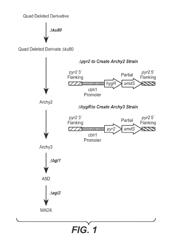 LACCASE VARIANTS HAVING INCREASED EXPRESSION AND/OR ACTIVITY