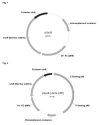 Novel Microbial Succinic Acid Producers and Purification of Succinic Acid