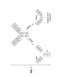 Multivalent antibodies and uses therefor