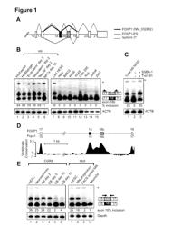 Alternative Splicing Modulators and Splice Variants and Their Use in the Control and Detection of Pluripotency and Differentiation