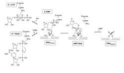 Chemically modified ligase cofactors, donors and acceptors