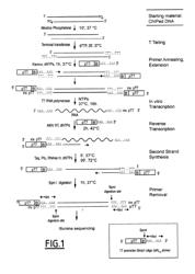 LINEAR DNA AMPLIFICATION