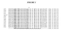 DNA polymerases with increased 3′-mismatch discrimination