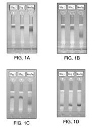 Peptides with sequentially arranged streptavidin binding modules